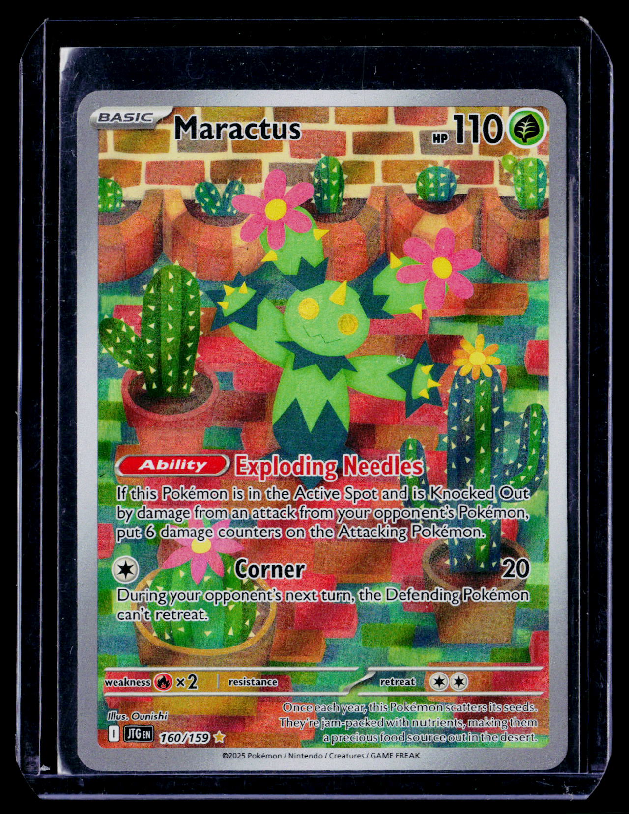 Maractus 160/159
